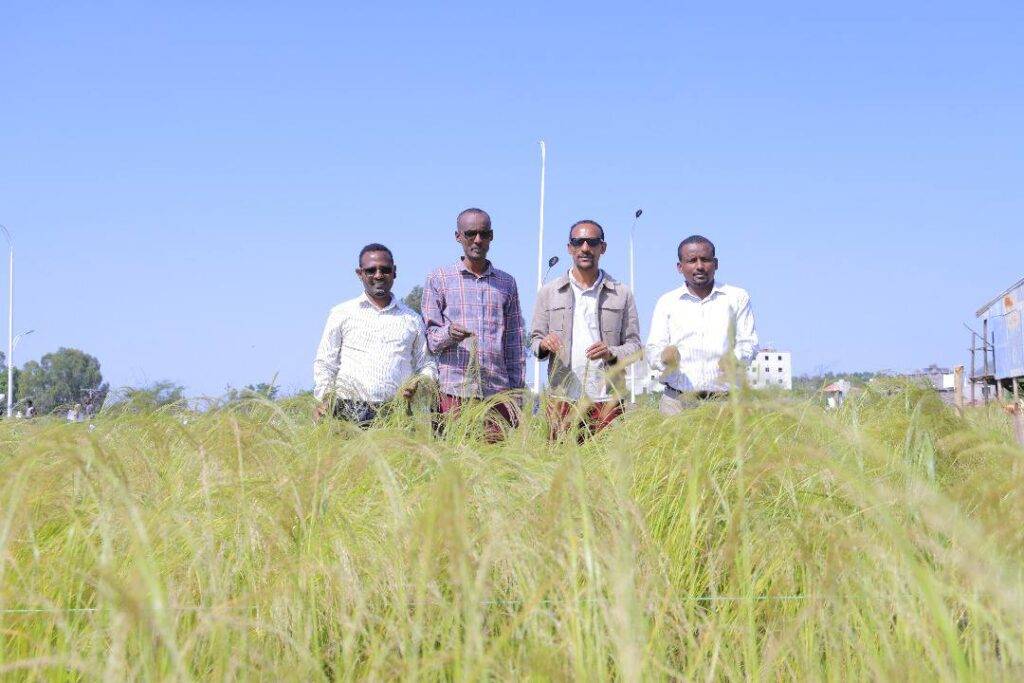 Aksum University Oversees 2017 Agricultural Research Project