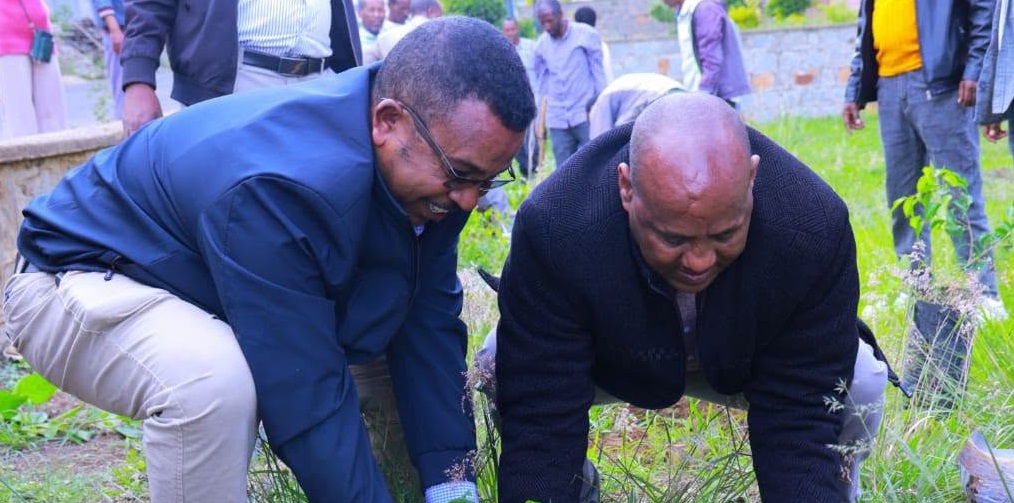 አክሱም ዩኒቨርሲቲ የችግኝ ተከላ መርሃ ግብር አካሄደ